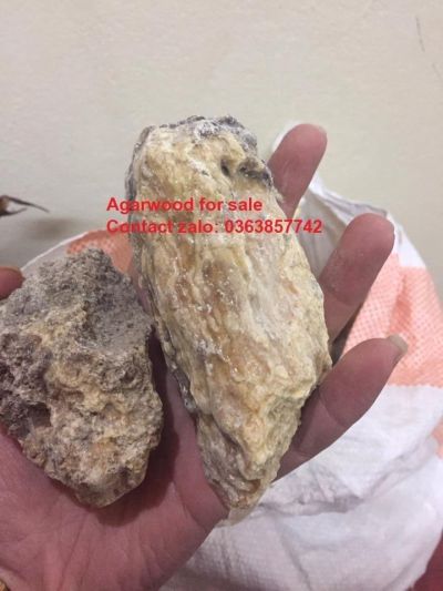 L&agrave;m thế n&agrave;o để ph&acirc;n biệt k&igrave; nam v&agrave; trầm hương? Một số c&aacute;c nh&agrave; chuy&ecirc;n gia v&agrave; nghi&ecirc;n cứu, c&aacute;c nh&agrave; bu&ocirc;n trầm đ&atilde; đưa ra sự kh&aacute;c biệt giữa trầm hương v&agrave; Vua trầm hương (k&igrave; nam) như sau:  &ndash; Trầm hương v&agrave; k&igrave; nam đều được tạo từ c&acirc;y d&oacute; bầu. Tuy nhi&ecirc;n, tr&ecirc;n t