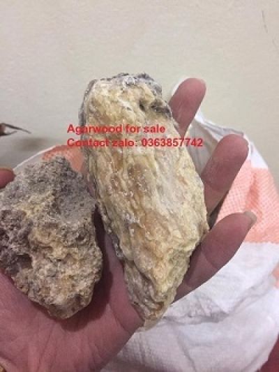 Trầ Hương Việt Nam
