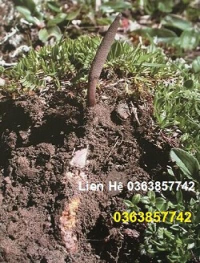 Những lợi thế sức khỏe bất ngờ của người thấp l&ugrave;n