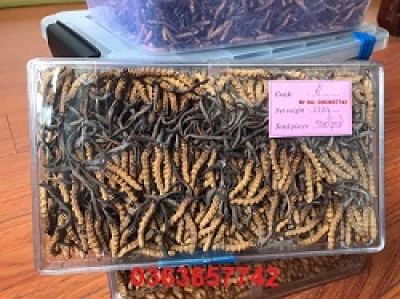 Xu hướng tình dục quá độ