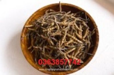 Suýt chết do viêm màng não mô cầu thể cấp