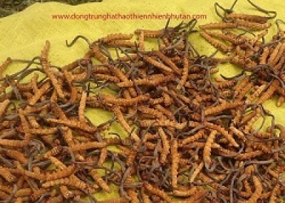 Khuẩn Salmonella khiến hơn 200 học sinh TP HCM ngộ độc