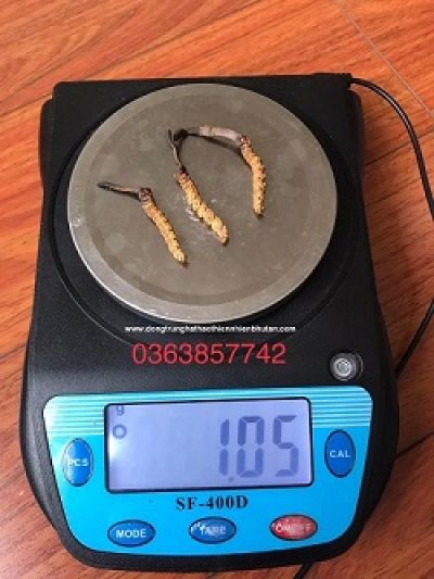 Đổ bệnh vì nồm ẩm, nấm mốc
