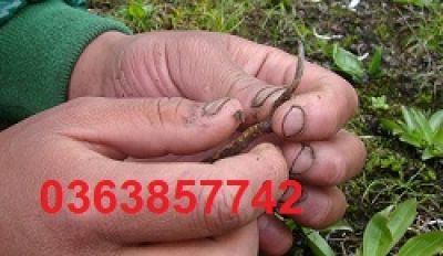 Chuyên gia chỉ cách bảo vệ phổi trước &#039;bão&#039; bụi mịn